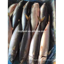 Liefern 300-500g gefrorene pacific mackerel